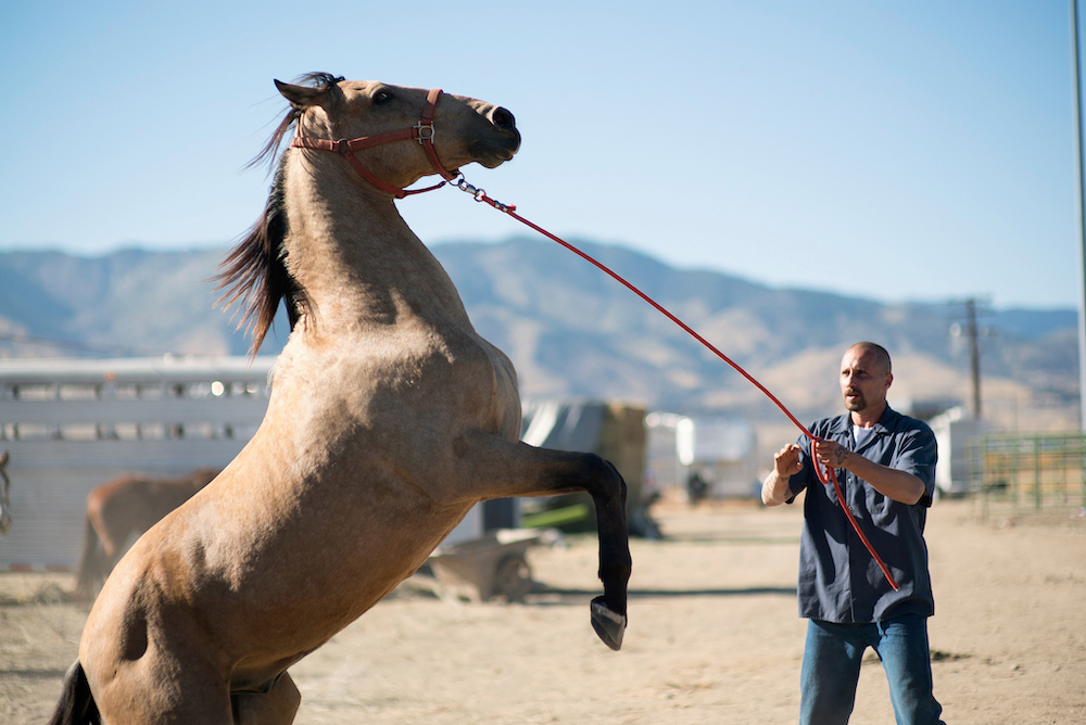 A still from "The Mustang."