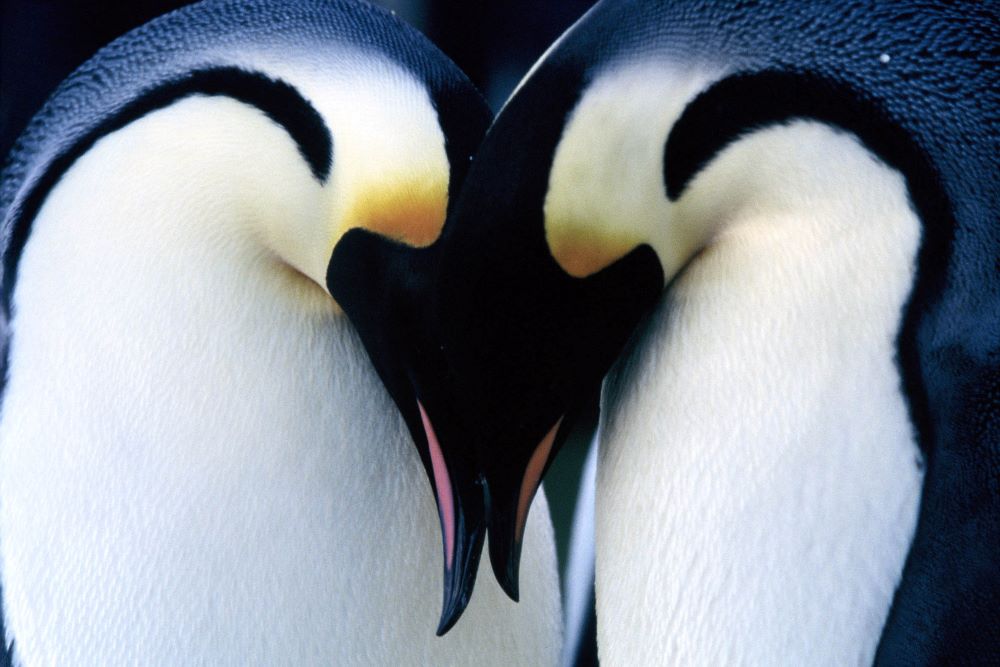 Two emperor penguins with heads touching