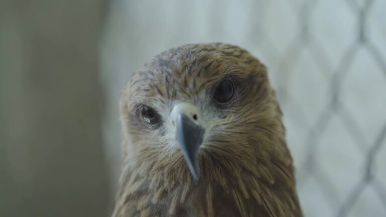 Large brownish bird with hooked beak looks into the camera