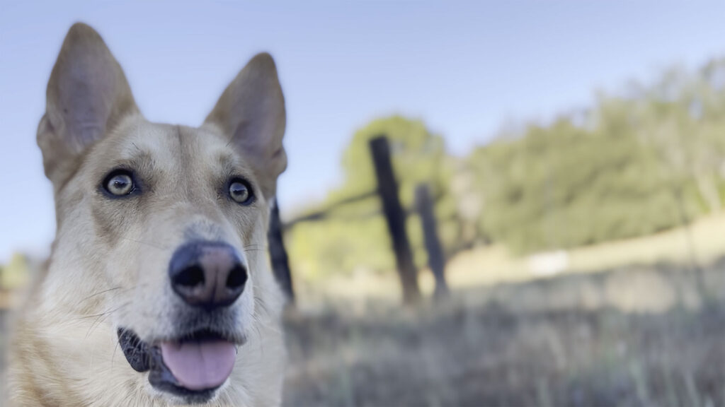 a light colored dog is close to the camera on the left side