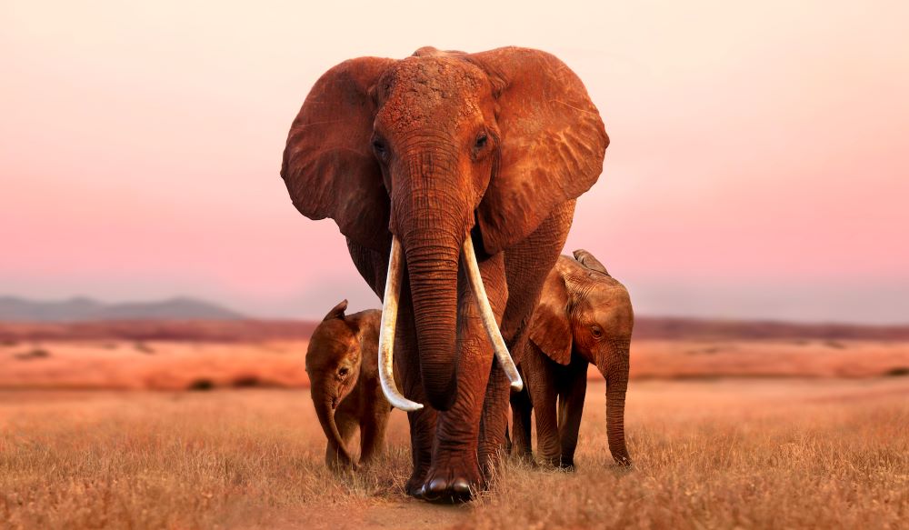 African elephant with long tusks walks toward camera, followed by two other elephants, one appearing to be a baby