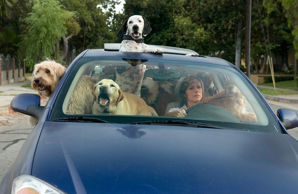Woman driving a blue car full of dogs, one with his head poking out of the sunroof. Another hangs his head out the passenger window, one is on the driver's lap, feet on the driver's door. They're everywhere!